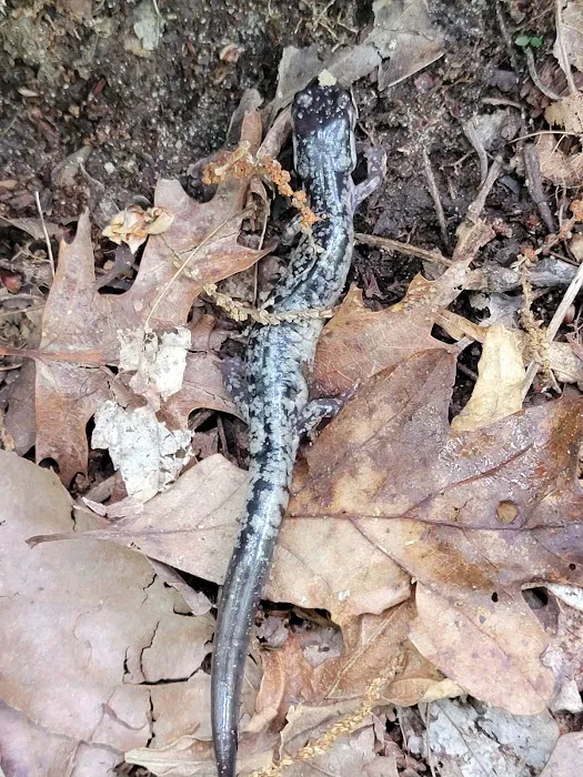 Springer Mountain Shelter 9