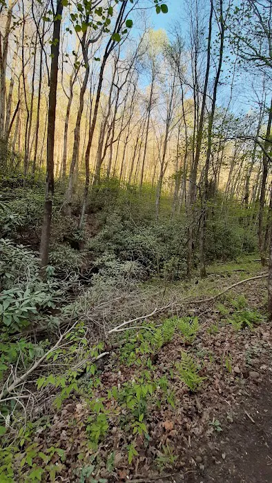 Gooch Mountain Shelter 7