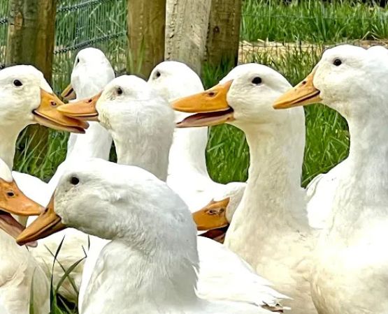 Owl Creek Farm Resort