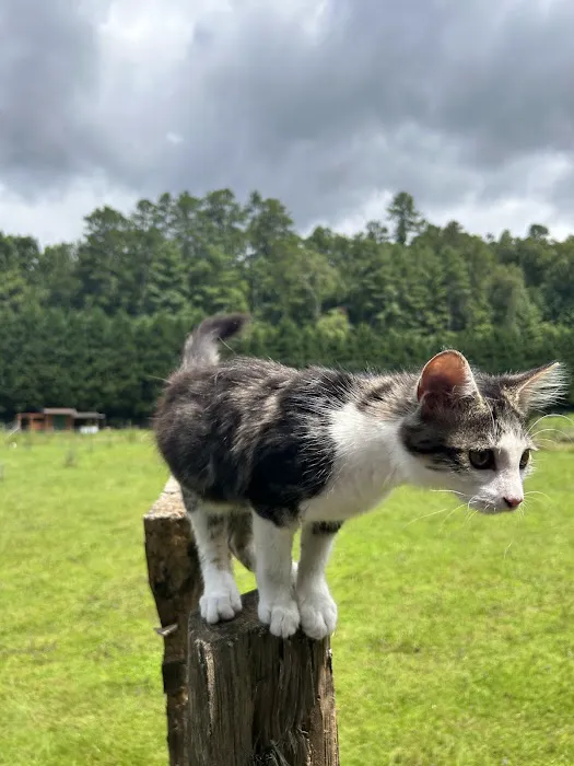 Owl Creek Farm Resort 3