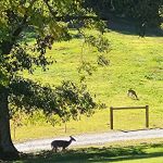 Springmaid Mountain Campground