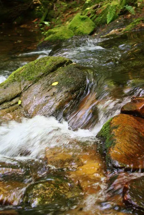 Paddy's Creek Campground 3