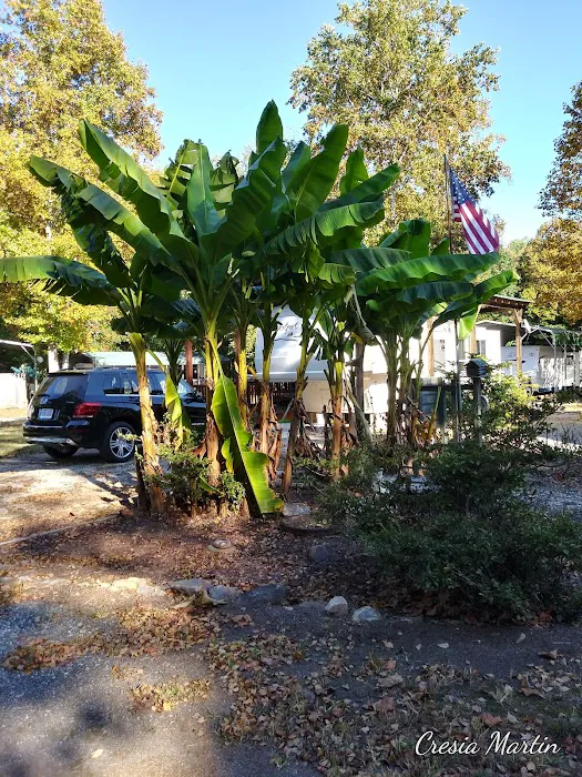 Paddy Creek Campground 6