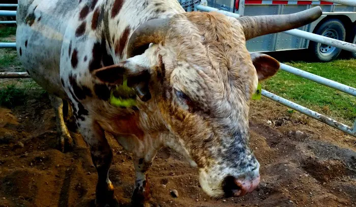 Tough Enough Rodeo and Campground 3