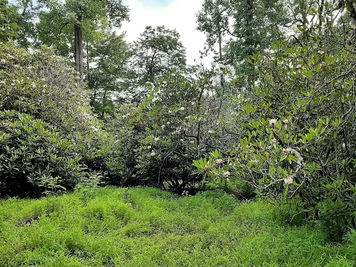 Julian Price Campground 8