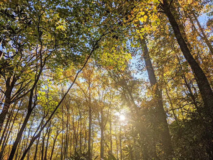 Julian Price Campground 6