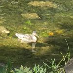 TVA Watauga Dam Tailwater Picnic Grounds