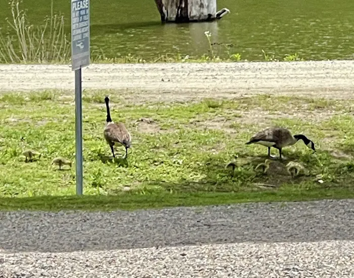 Bayview Family Campground and Marina 9