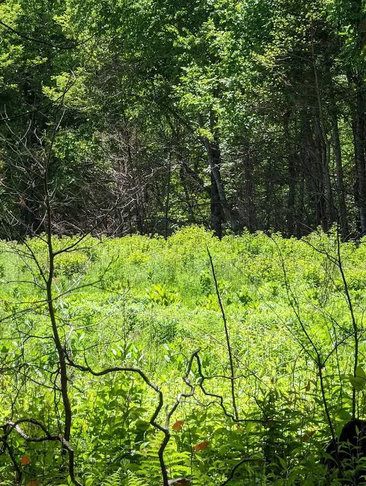 USFS Wolf Ford Horse Camp 8