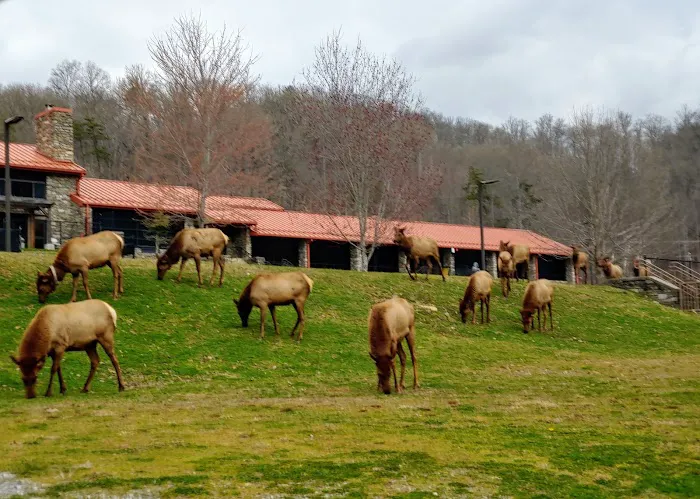Laurel Bank Campground 8