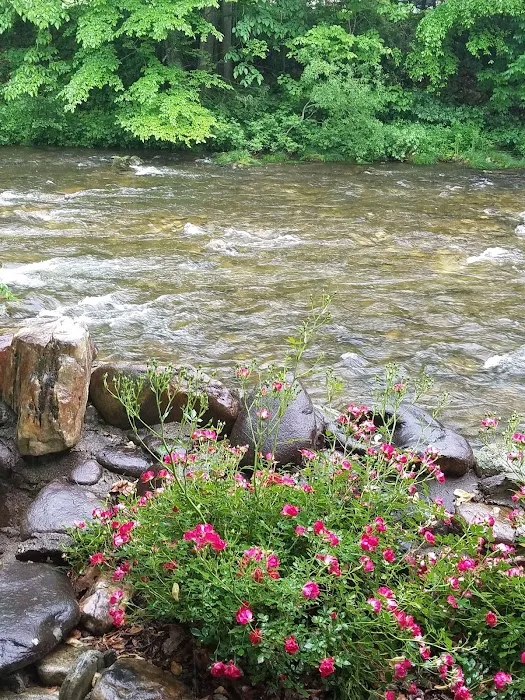 Laurel Bank Campground 7