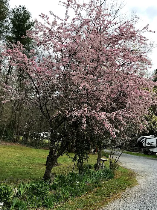 North Indian Creek Campground 6