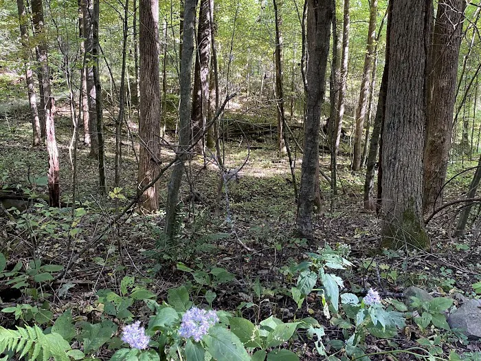 Woodsmoke Campground 8