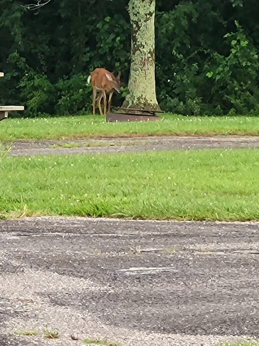 Patoka Lake Modern Campground 4