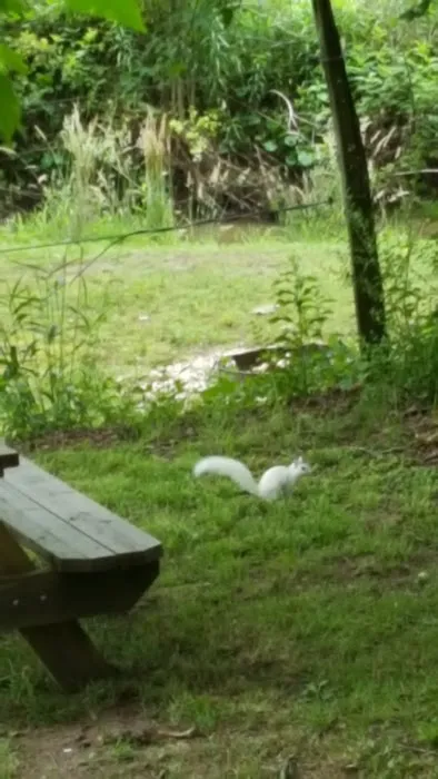 Back Yard Campground 6