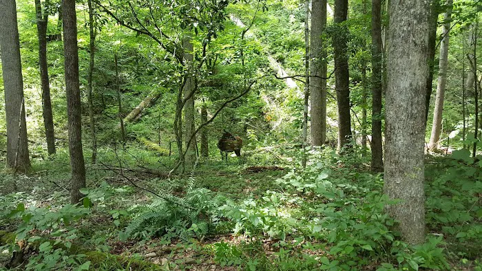 Cataloochee Horse Camp 5
