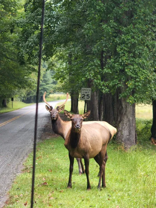 Cataloochee Horse Camp 4