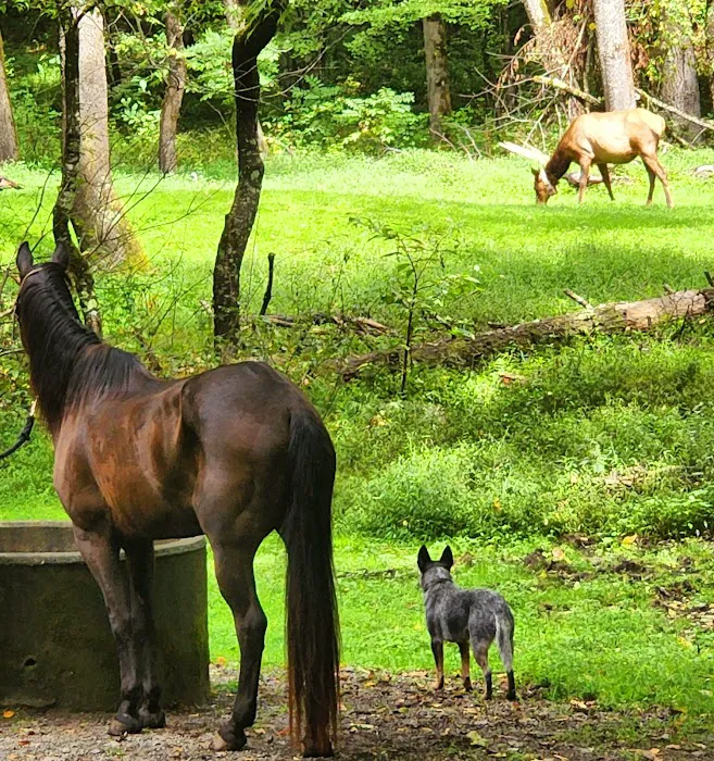 Cataloochee Horse Camp 6