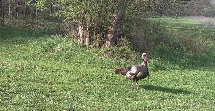 Grins & Pickin's CampFarm LLC 6
