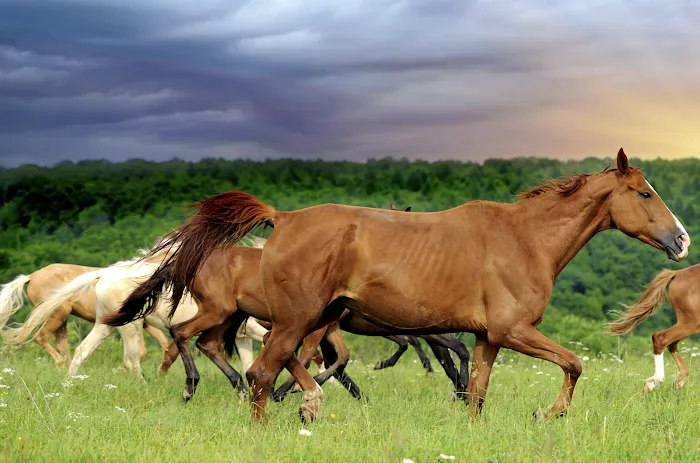 Frazier Horse Camp 6