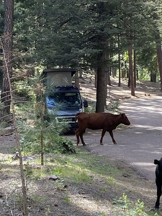 Christopher Creek Campground 9