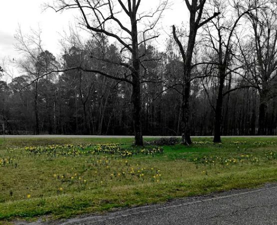 Lake Sardis Campground