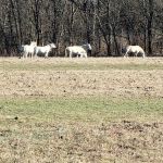 Shawnee Creek Campground