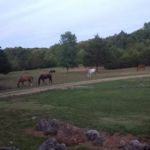 Starner Camping & Stables