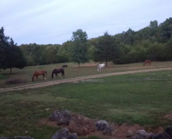 Starner Camping & Stables