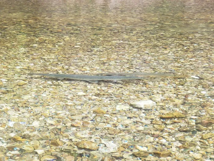 Sutton Bluff Recreation Area 9
