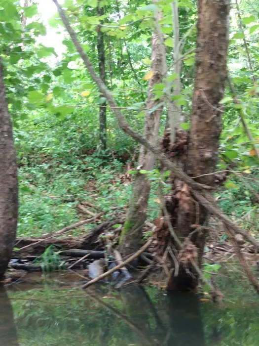Buffalo Creek Campground 4