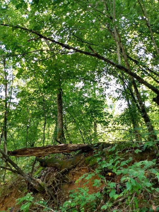 Buffalo Creek Campground 7