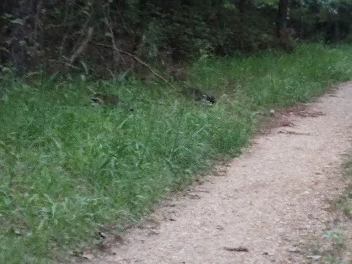 Eleven Point River Myrtle Access 1