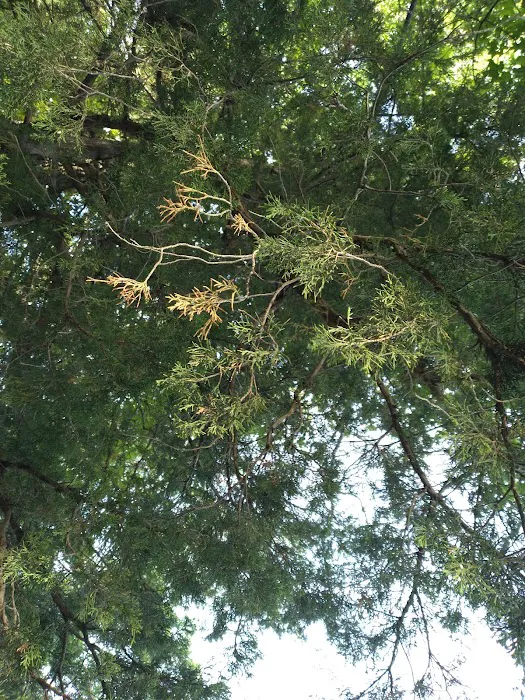 Twin Pines Campground 6