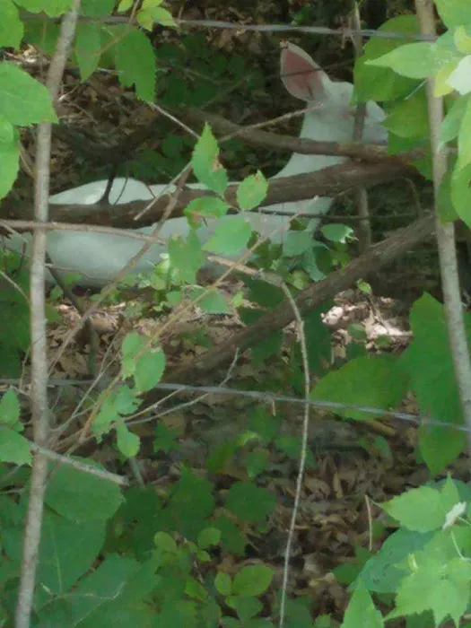 Oak Wood Acres Campground 6
