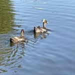 Catfish Place Campgrounds