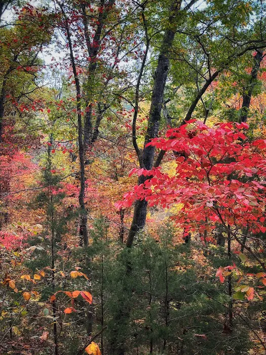 Sugar Camp National Forest Scenic Byway 7