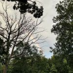 Sawmill Lake Campsite - Crockford Pigeon Mountain WMA