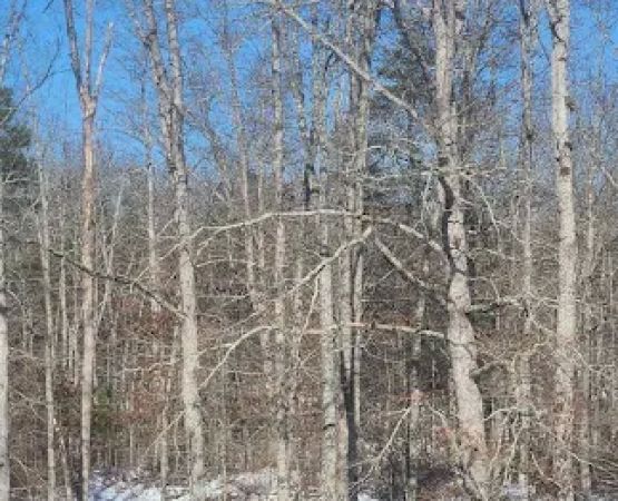 White Oak Ranch TN