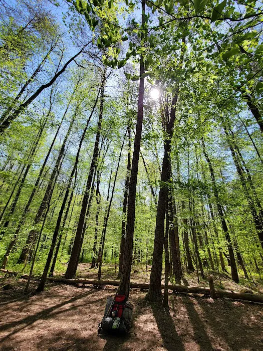 Sawmill Campsite 2