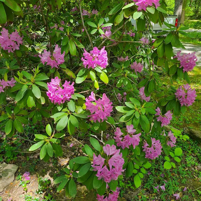 Cherokee Point Campground 4