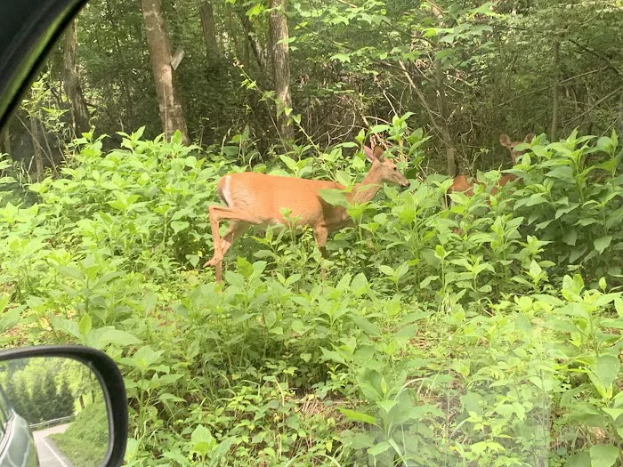 Ten Mile Campground 2