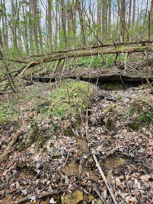 Nettlecarrier Creek Camp 8