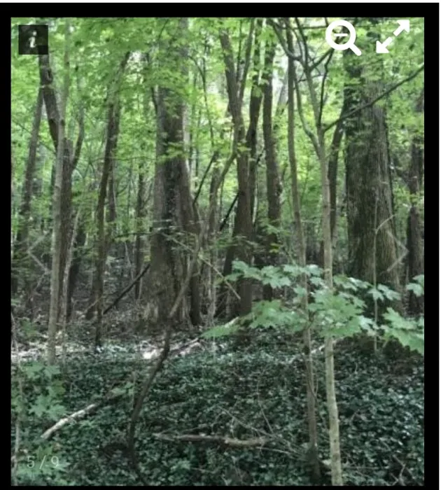 Nettlecarrier Creek Camp 9