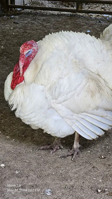 Goldfinch ranch 0