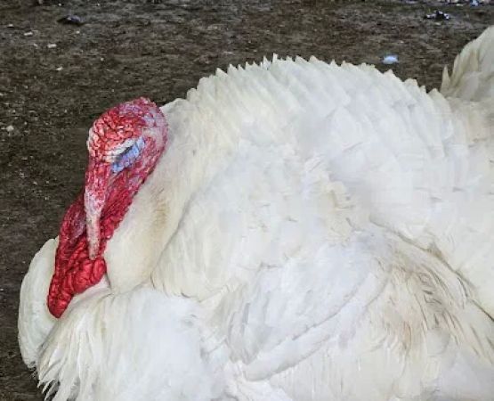 Goldfinch ranch
