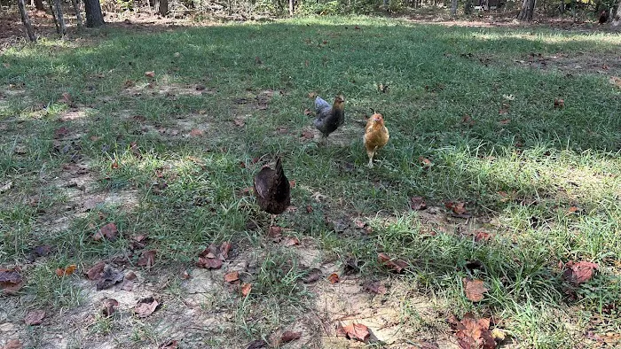 The Getaway on Ranger Creek 1