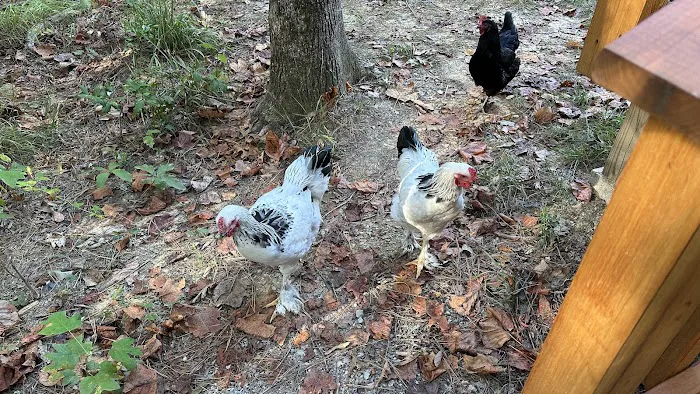 The Getaway on Ranger Creek 8