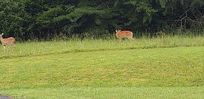 Dale Hollow State Park Campground 3