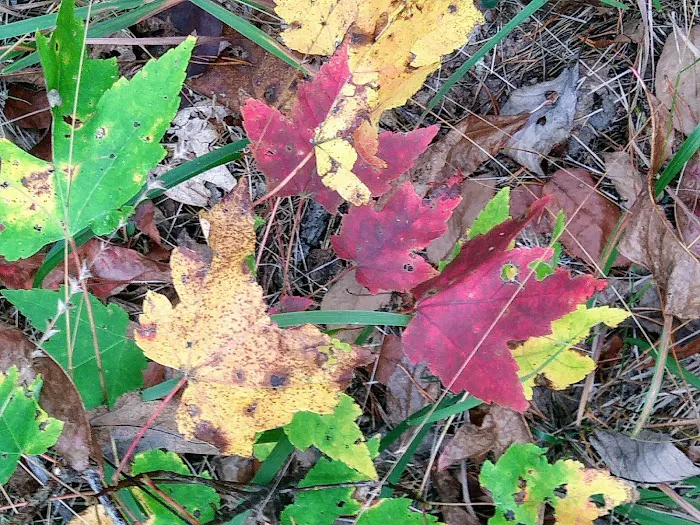 Chilhowee A and B Campground 8